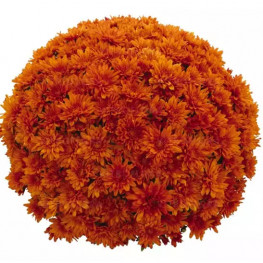 Crush Orange мультифлора